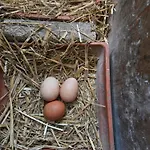 Vendégház Haillodge-gite Nature Ohey
