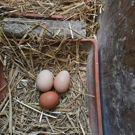 בית הארחה Haillodge-gite Nature Ohey