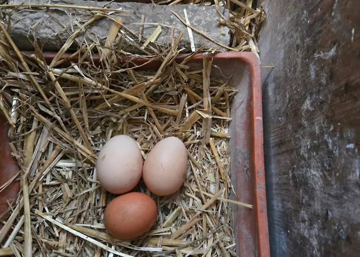 Guest house Haillodge-gite Nature Ohey
